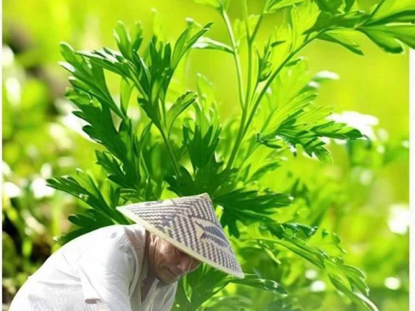 国医仲景艾灸三境界：从体验到蜕变的身心之旅