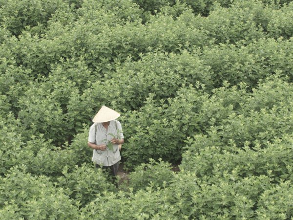 国医仲景非遗艾绒 匠心甄选好艾